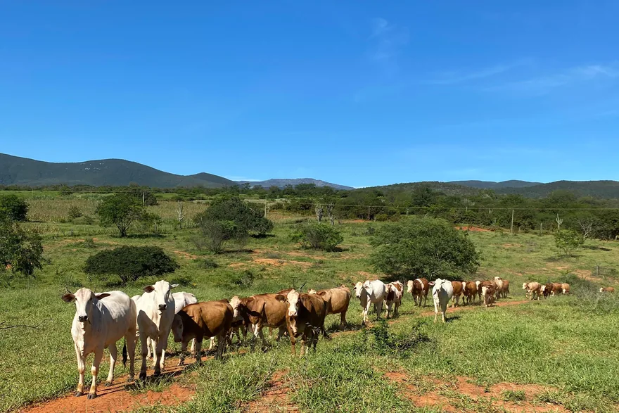 O seguro rural vai além da lavoura: protege rebanho, máquinas, benfeitorias e o transporte